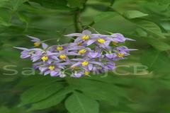 Solanum seaforthianum